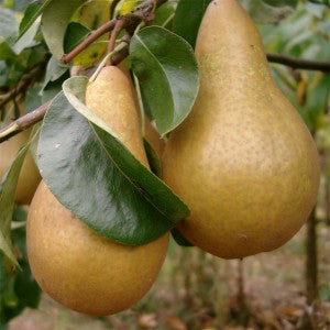 Pear tree