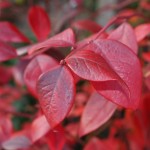 Blueberry leaves