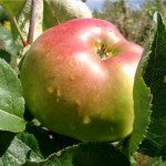 Bramley apple