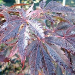 Acer palmatum 'Burgundy Lace' Japanese Maple