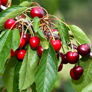 Celeste Cherry tree with red fruits