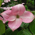 Cornus florida Cherokee Chief pink flowers