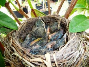 Chicks nesting in tree
