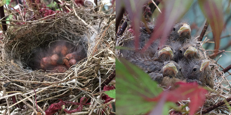 Bird nests full of chicks in tree