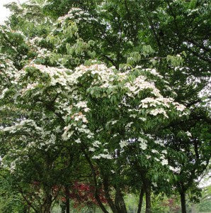 Tree with flowers