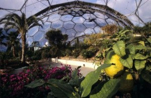 lemon-tree-palm-mediterranean-biome 1