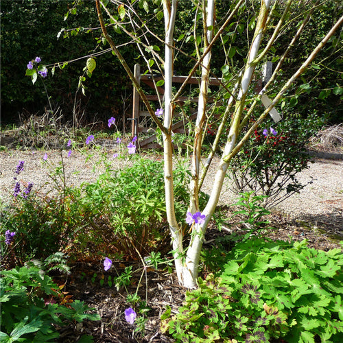 Multistem Betula 'Doorenbos' Birch