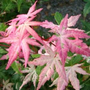 Maple leaves