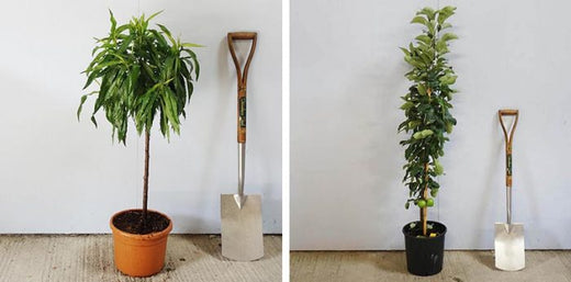 Compact fruit trees in pots