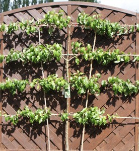 Pear espalier