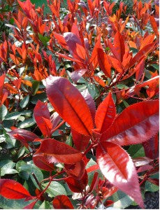 Photinia red and green leaves