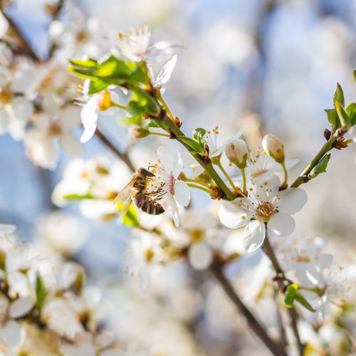 Pollinator on spring blossom