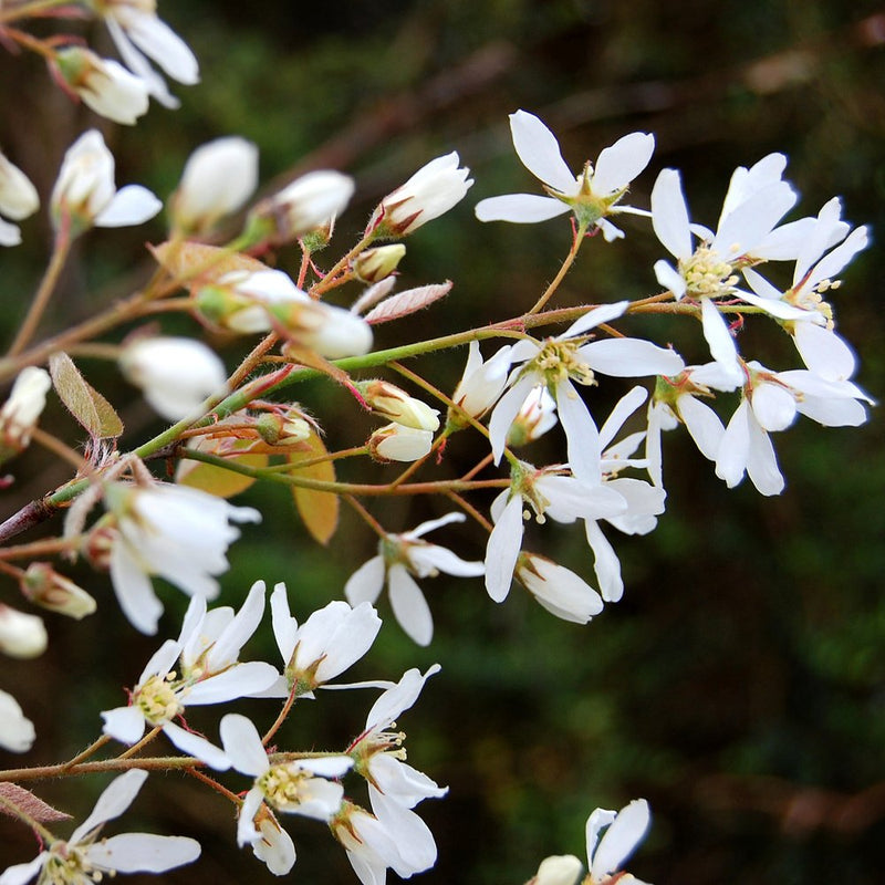 Amelanchier flowers