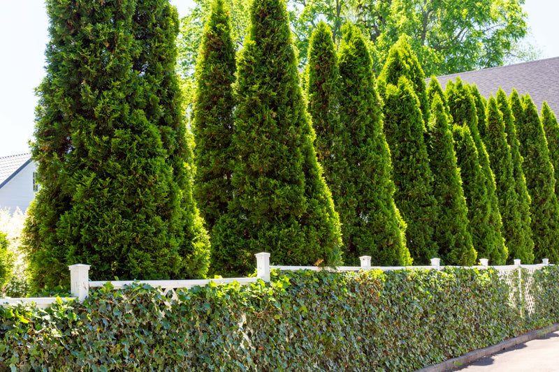 Row of trees for privacy and screening