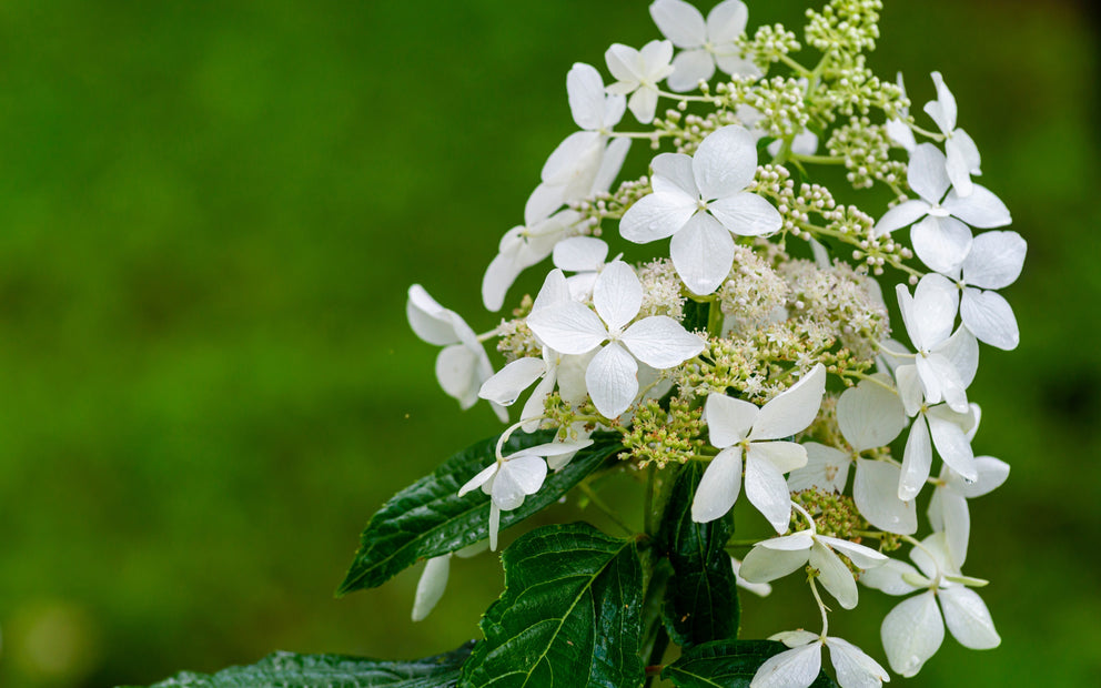 Gardening Jobs for June ☀️ Get ready for summer!