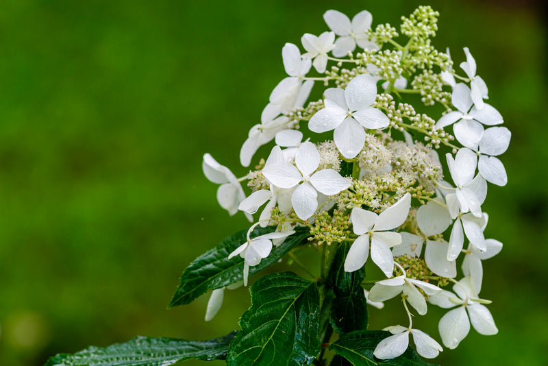 Gardening Jobs for June ☀️ Get ready for summer!