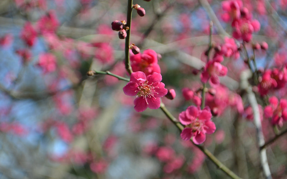 Top 5 Gardening Jobs for February