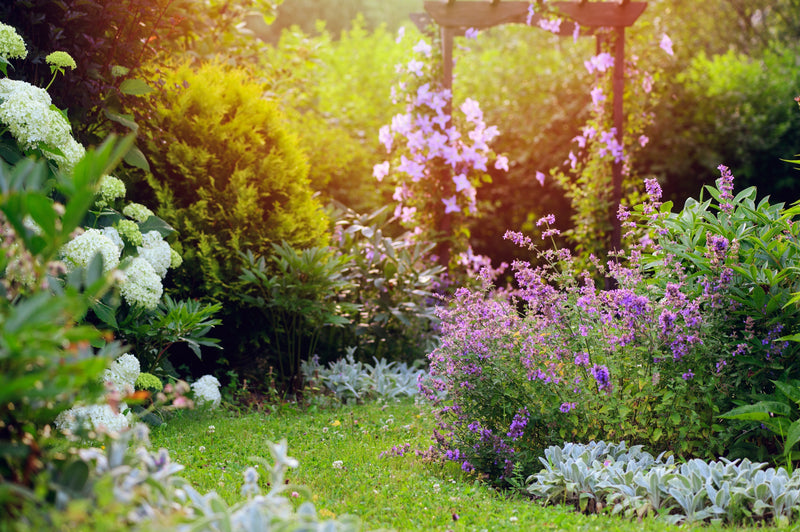 Top Drought Tolerant Trees for a Thriving Summer Garden ☀️