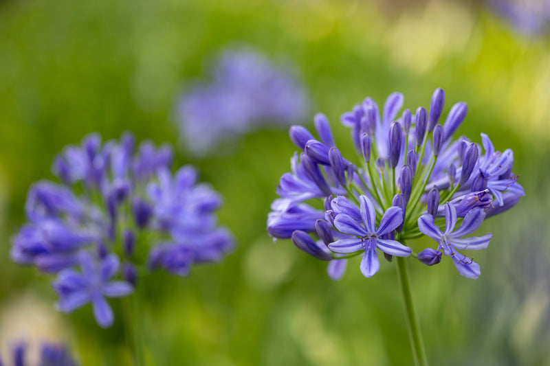 Your 5 Gardening Jobs for August 🏡🪏