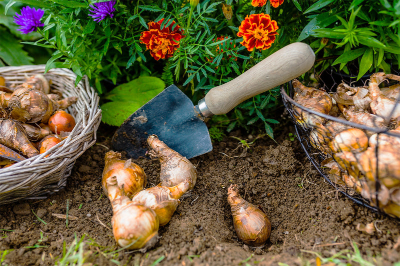 Bulbs