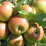 Apple tree