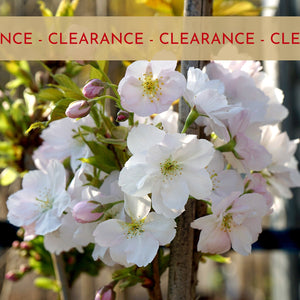 Clearance Mature Trees