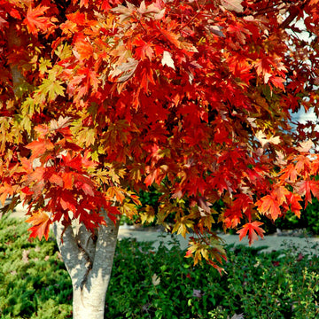Maple tree in autumn leaf colour