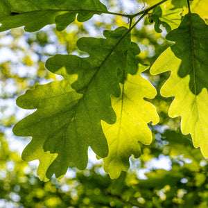 Oak Trees | Quercus