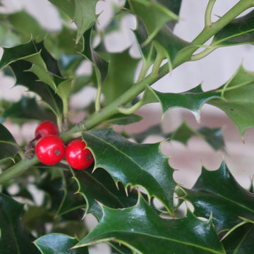 Holly tree with red berries