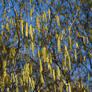 Hazel Trees | Corylus Trees