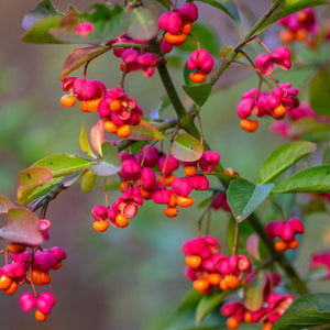 Euonymus Trees | Spindle Trees