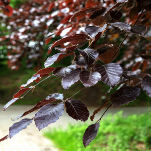 Fagus Beech tree branch