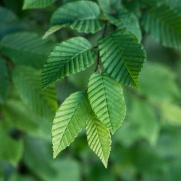 Carpinus Hornbeam tree leaves