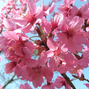 Pink flowering tree