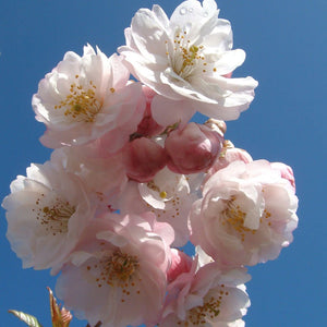 Spring blossom