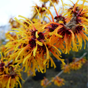 Winter flowering Witch Hazel