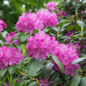 Flowering shrub