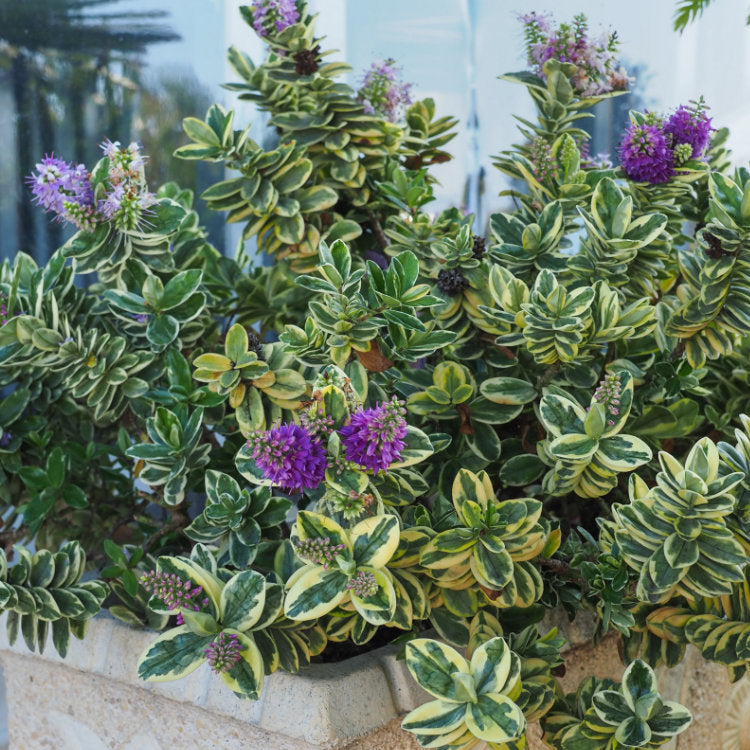 Büsche Evergreen Shrubs & Bushes For Winter Interest | Ornamental Trees