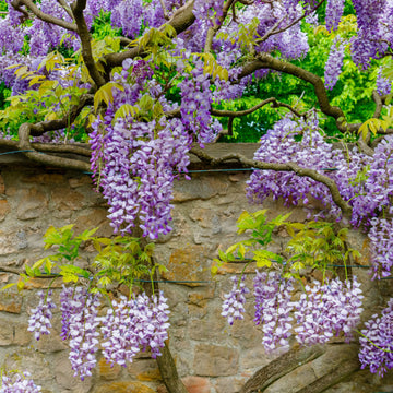 Flowering Wisteria climber