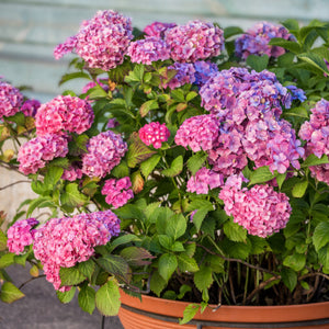 Potted flowering shrub