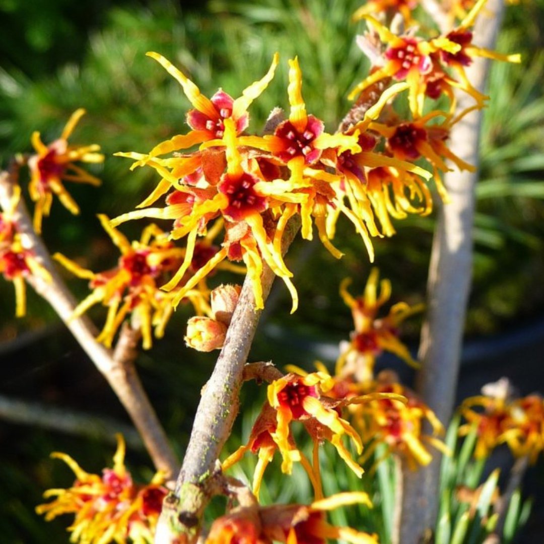 Witch Hazel Trees & Plants | Winter Flowering Hamamelis – Ornamental Trees