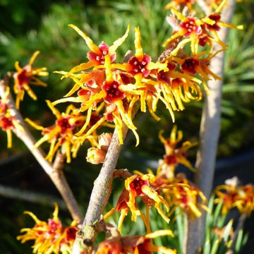 Hamamelis Witch hazel flowers