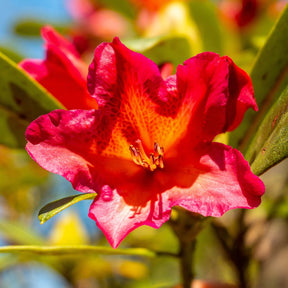 Flowering Rhododendron