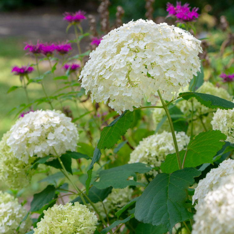 Hydrangea Shrubs & Bushes | Ornamental Trees – Page 2