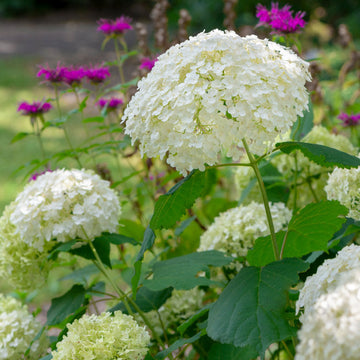 Hydrangea in flower