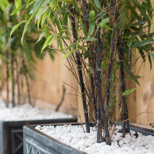 Phyllostachys Bamboo plant