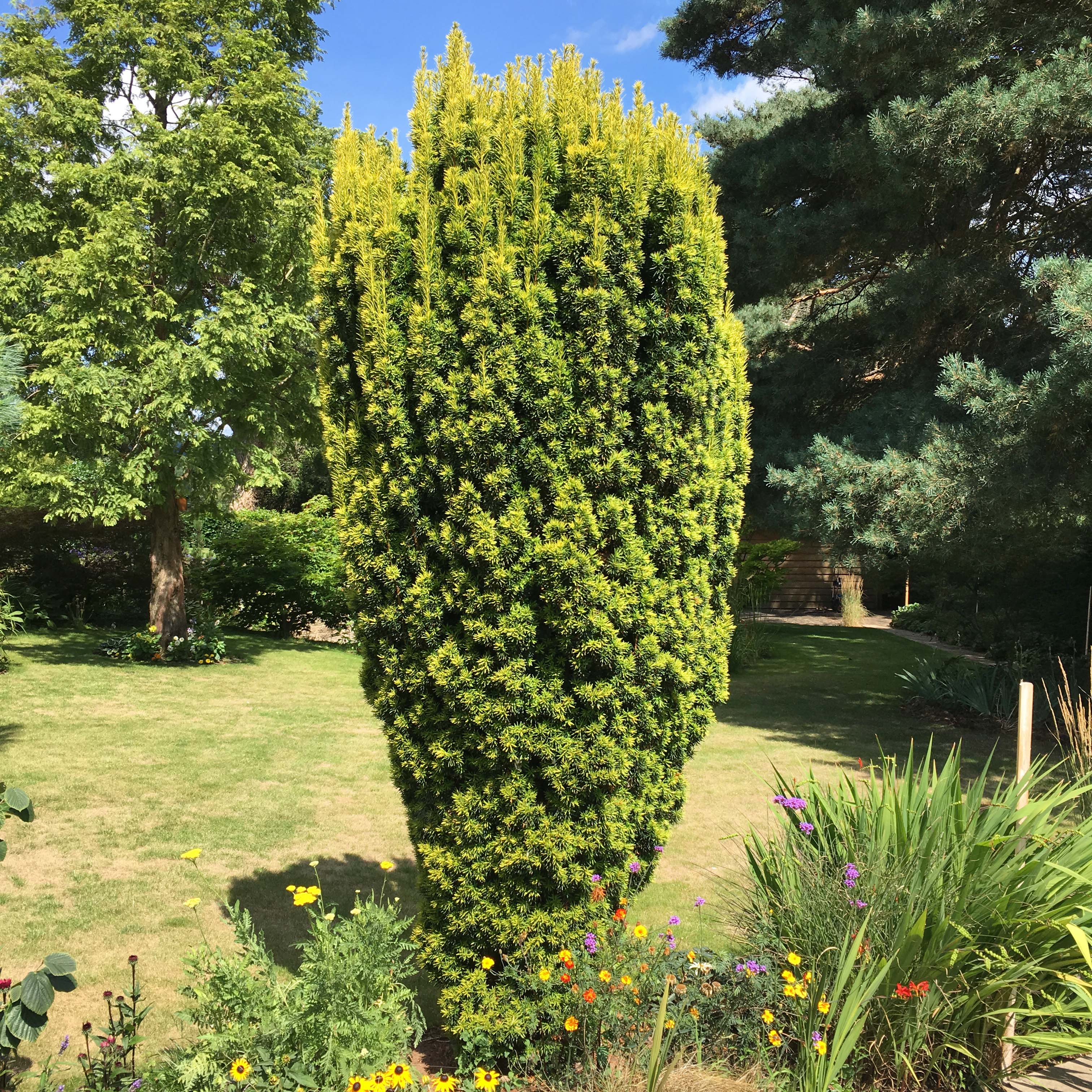 thuja brabant 100 125 Thuja occidentalis 'Smaragd' Konifere (Lebensbaum) | 100-125 cm Im Topf