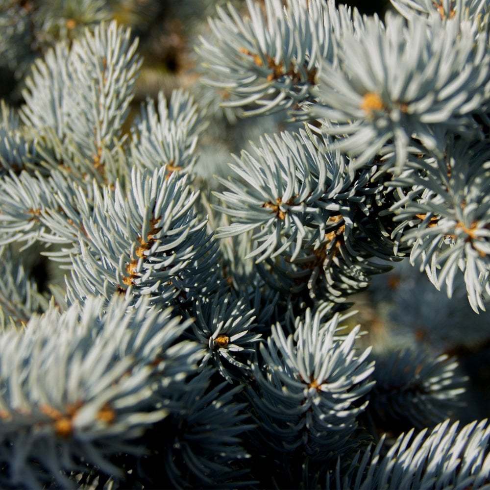 Blue & White Spruce Trees For Sale | Picea | Ornamental Trees