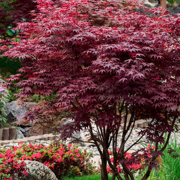 Mature Osakazuki Japanese Maple