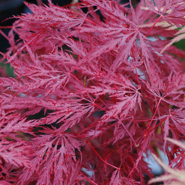 Acer palmatum Inaba-shidare Japanese Maple